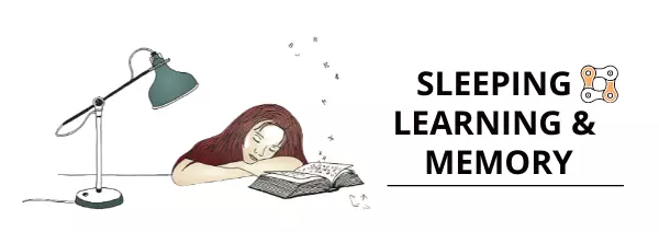 study techniques- sleeping after learning